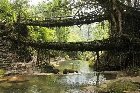 Living root bridge