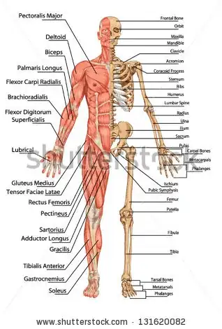 Muscular system