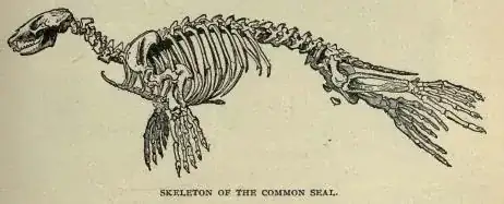 seal skeleton line drawing