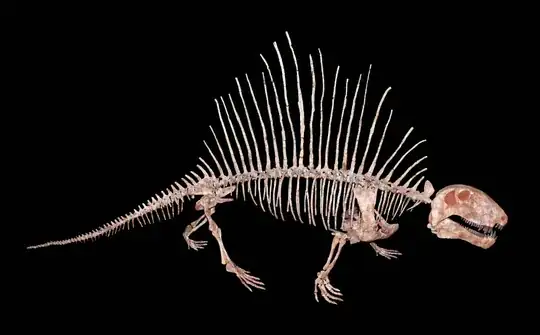 Dimetrodon skeleton