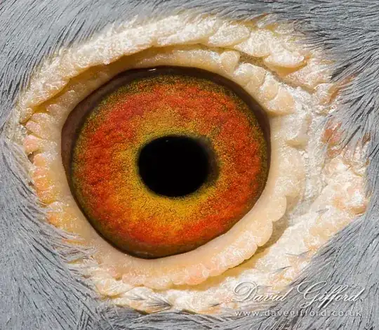 Pigeon eye