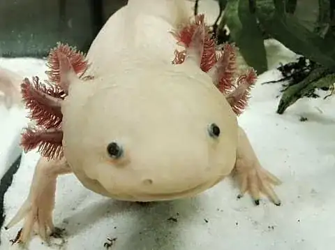 an axolotl