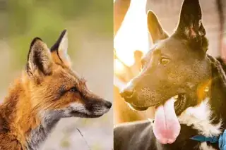 fox and dog