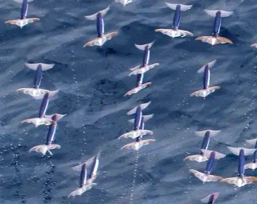 flying squid