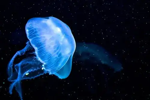 jellyfish