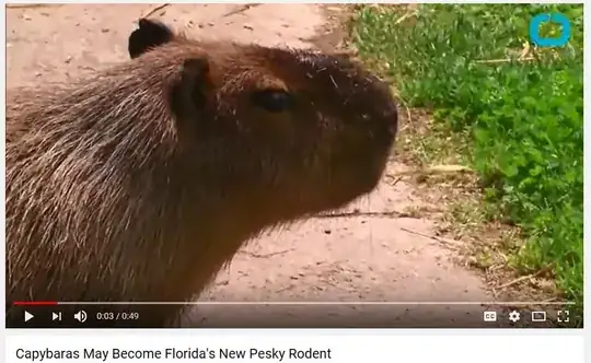 capybara in Florida