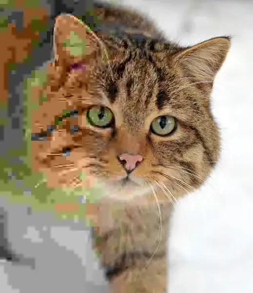 Cat image, with varying compression ratios