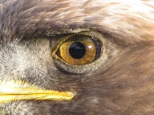 Eagle eyes