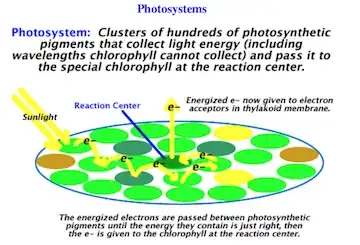 photosystem cartoon
