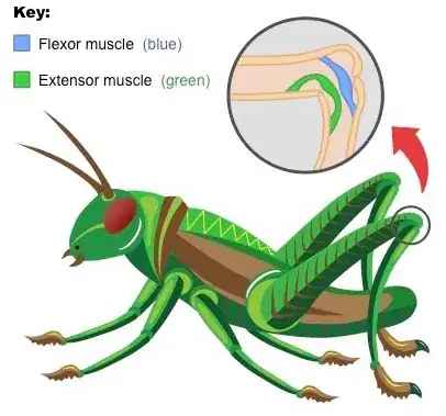 I wonder is besides grasshoppers there are also lawnhoppers and woodshoppers