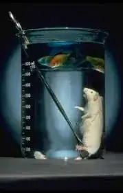mouse in fluorocarbon; goldfish in water