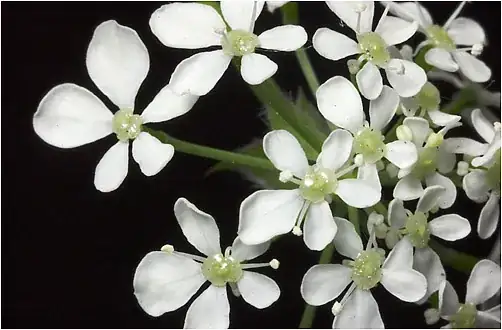 What you and I see when we look at flowers