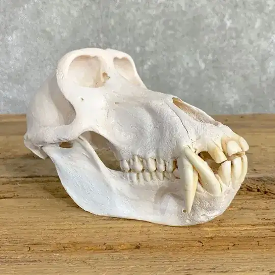 skull of a baboon with interlocking fangs and tusks