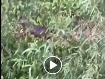 grainy capybara video Louisiana