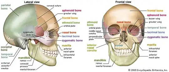 Human Skull