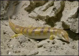 Image of sandfish