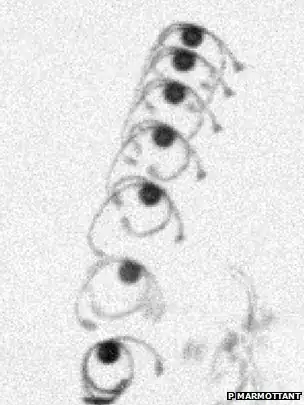 Horsetail (Equisetum) spore jumping into the air