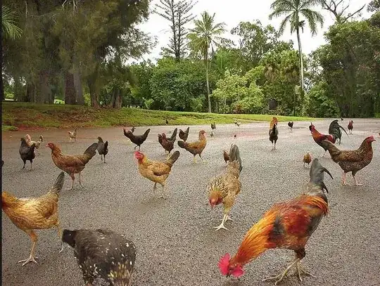 kauai chickens