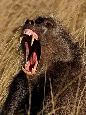 open mouth of a baboon with prominent fangs and tusks