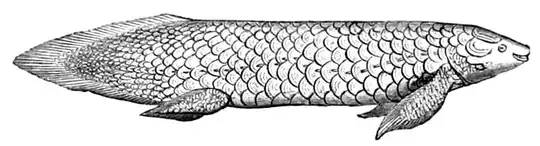 Queensland Lungfish
