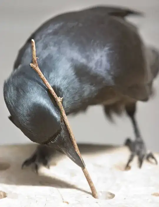 Crow using twig to probe hole