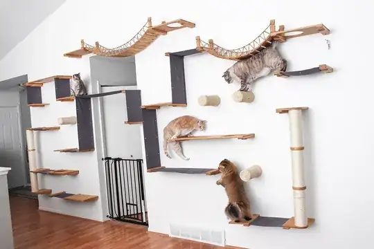 cat wall