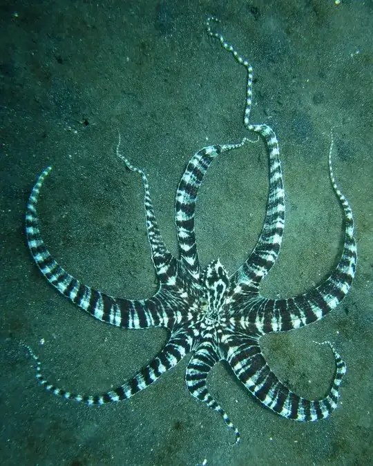 Mimic Octopus (Credit: Wikipedia)