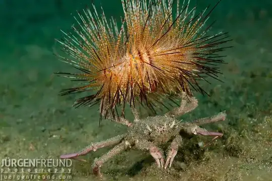hermit crab carrying fire urchin