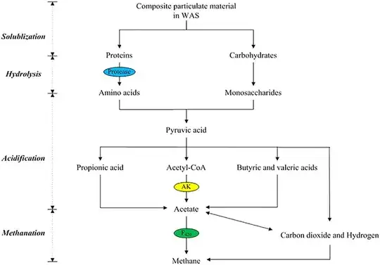 metabolic pathway