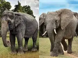 Asian elephant, smaller ears, left, African elephant large ears left