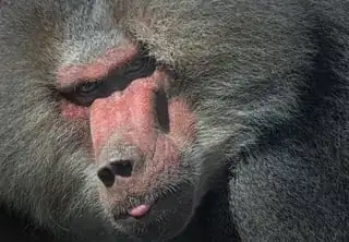 baboon with a closed mouth