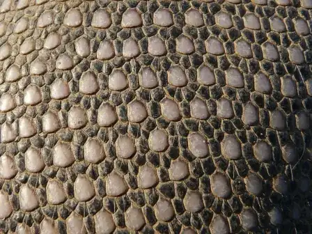 Armadillo skin